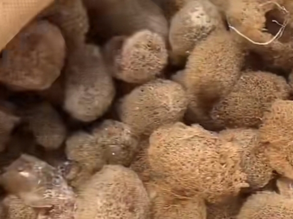 CMD368体育的人工滋生手艺