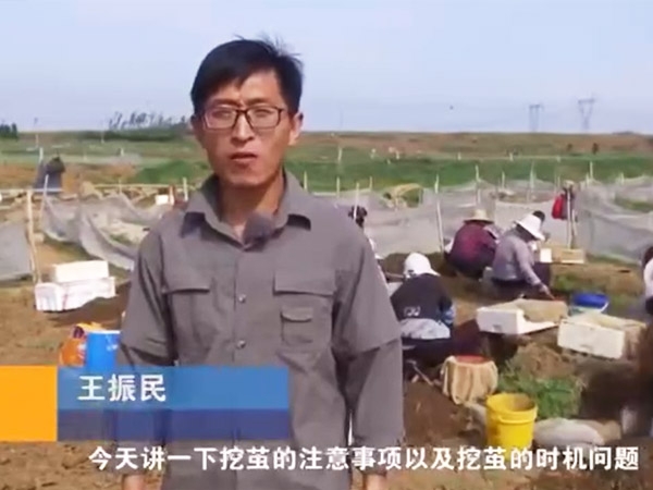 挖茧时机及注重事项