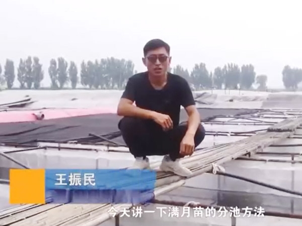 CMD368体育满月苗的分池要领