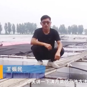 CMD368体育满月苗的分池要领