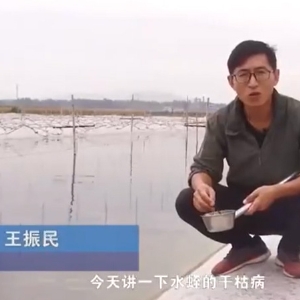 CMD368体育干枯病爆发涯纪律及防治要领